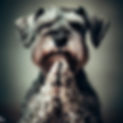 A dog engaging in the mindful  Dog Behaviour Therapy called the Trust Technique in Dublin
