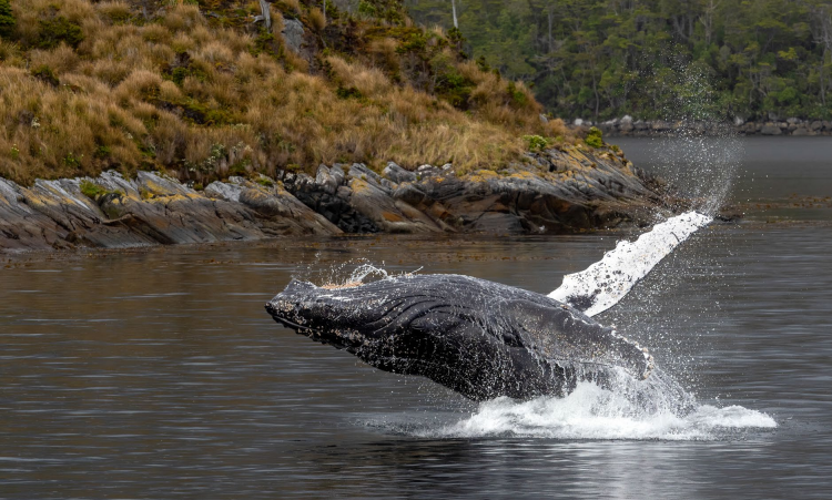 Ballenas y Glaciares