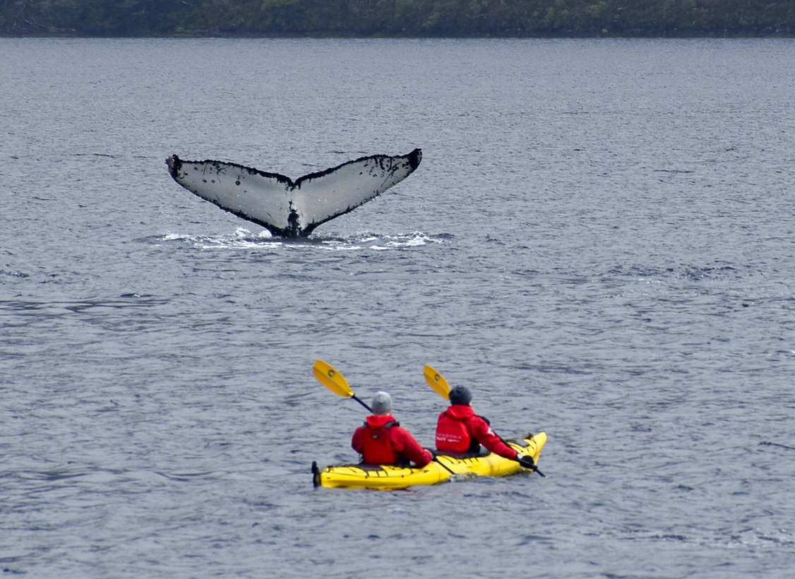 Kayak con Ballenas