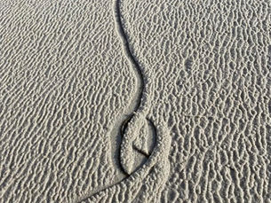 The Messages in Water