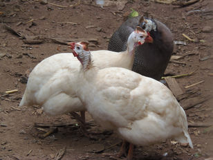 Animais no sistema orgânico