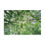 Thumbnail: forest canopy jigsaw puzzle