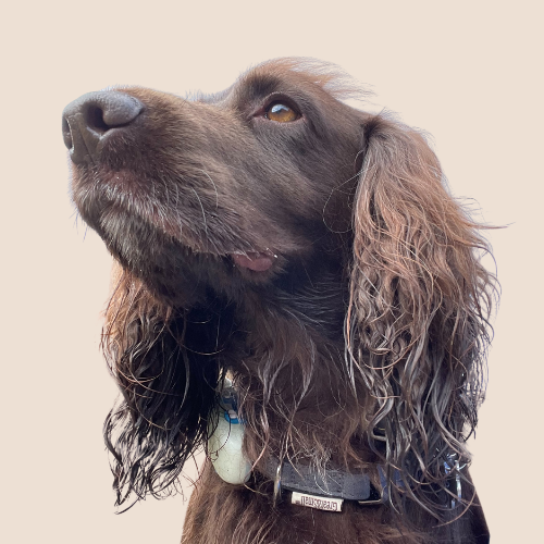Alf1.png