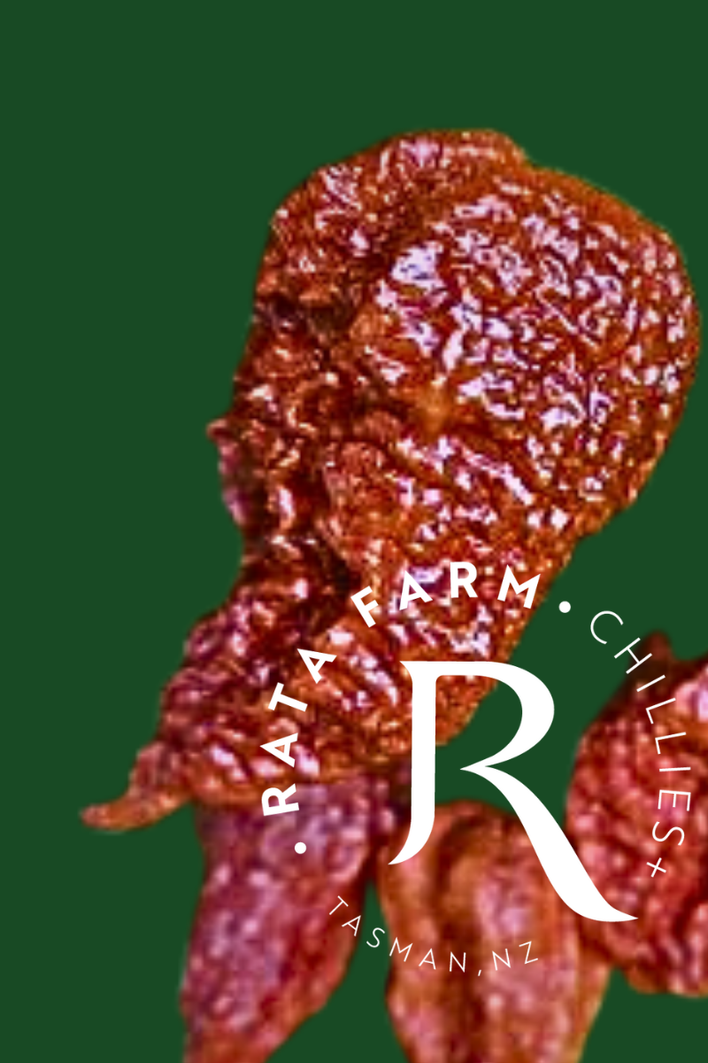 BBM Big Black Mama Seeds