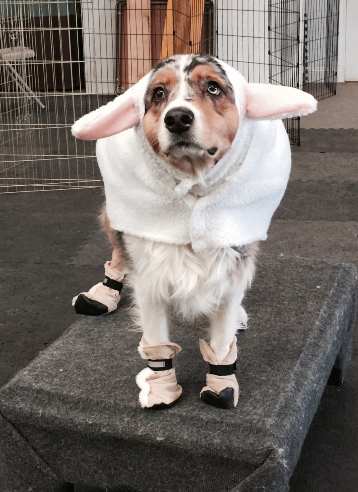 Jackie's Basics and Beyond Dog Training