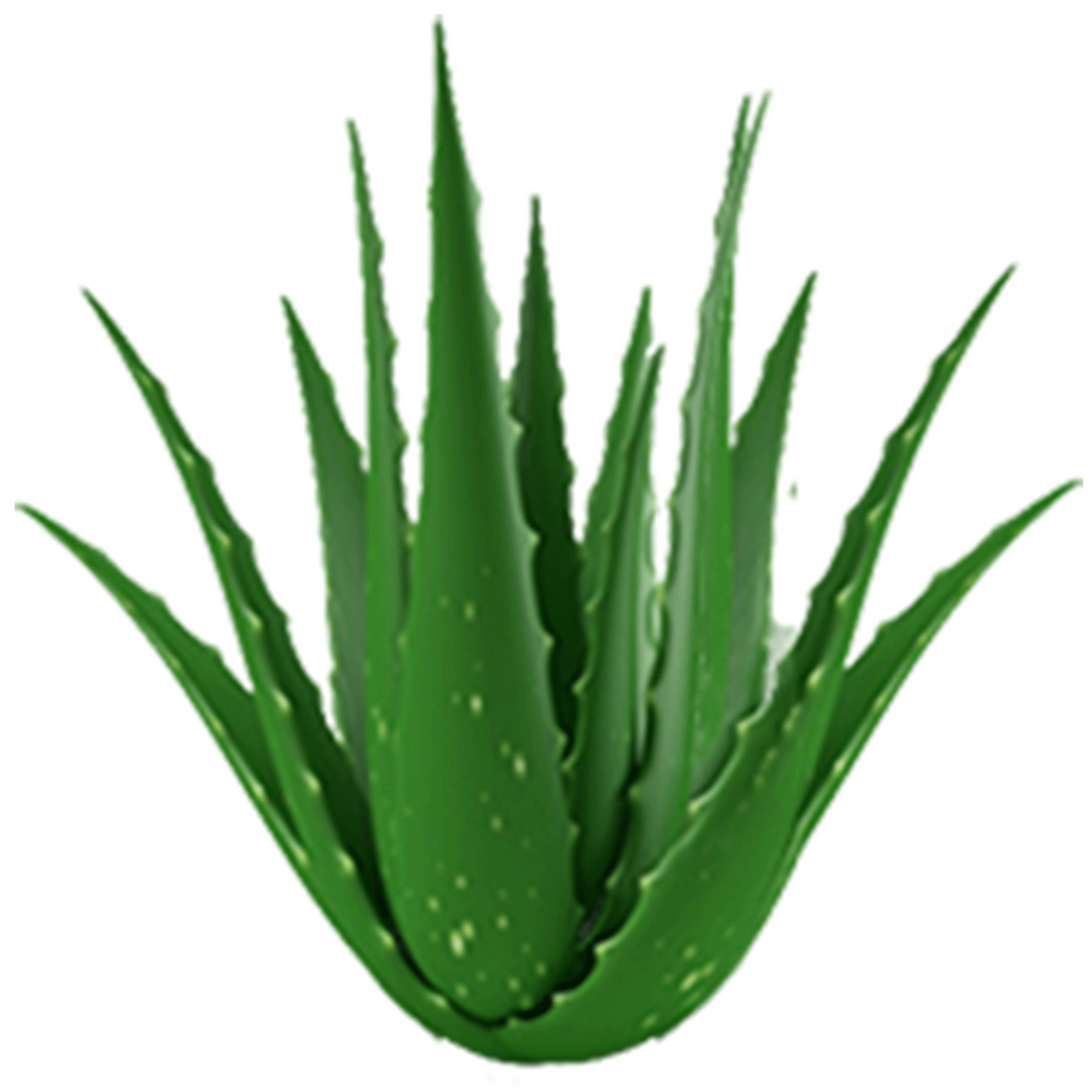 Nước nha đam, nước mát