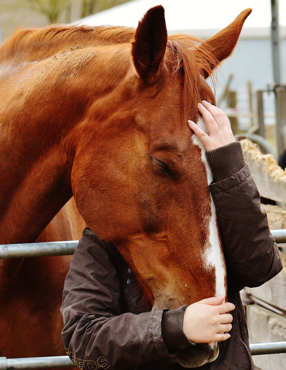 Horse stock 2 photo.jpg