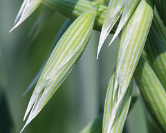 36_Wild Oat_Wald Trespe_Ästige Trespe_Aestige Trespe_Trespe_Forasacco maggiore_forasacco_Edward Bach_Blüten_Blüte_Pflanzen der Seele_Pflanze_Energie_Natur_Energia_Fiori di Bach_fiori_natura_rimedi floreali di Bach.png