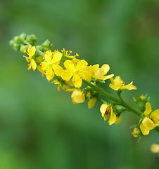 01_Agrimony_Gemeiner Odermennig_Odermennig_Agrimonia_Edward Bach_Blüten_Blüte_Pflanzen der Seele_Pflanze_Energie_Natur_Energia_Fiori di Bach_fiori_natura_rimedi floreali di Bach_Dielsdorf_Bachblüten Therapie Dielsdorf