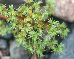 28_Sclerantus_Einjähriger Knäuel_Fiorsecco_Scleranto_Centigrani_Edward Bach_Blüten_Blüte_Pflanzen der Seele_Pflanze_Energie_Natur_Energia_Fiori di Bach_fiori_natura_rimedi floreali di Bach.png
