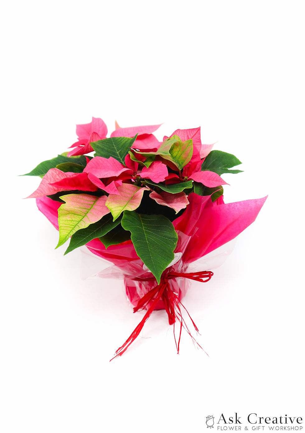 縮圖：Desktop Poinsettia - Pink