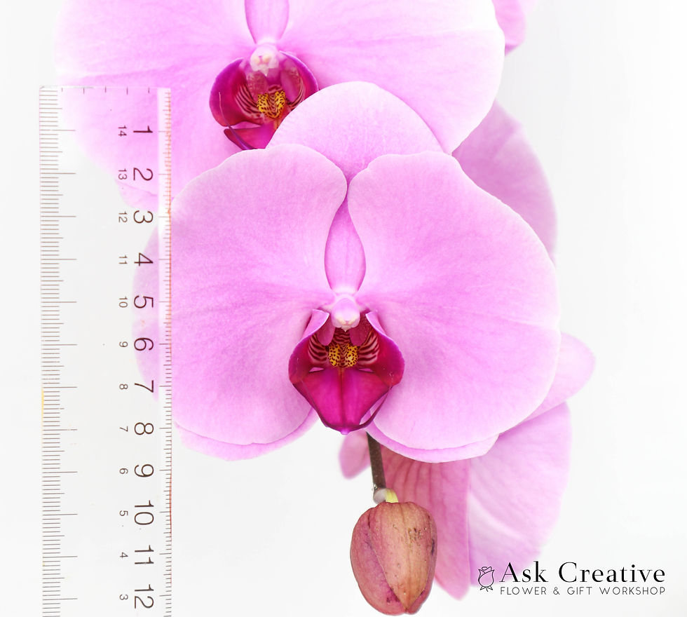 Thumbnail: Japanese Pink XL - Wrap