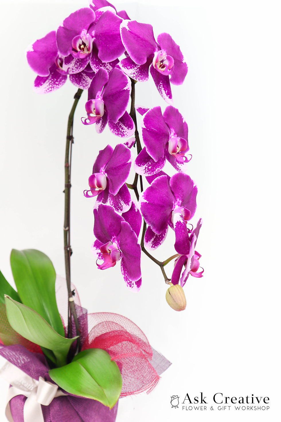 縮圖：Royal Purple XL - Wrap