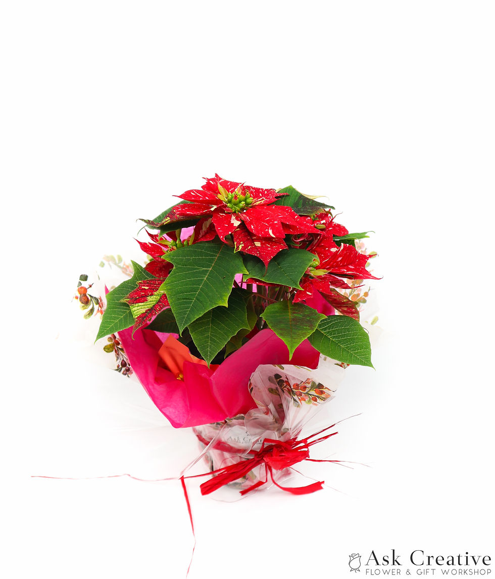縮圖：Desktop Poinsettia - Sonora White Glitter
