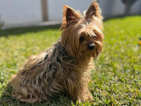 El luto por mi perrito, Trovi