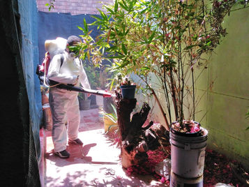 Salud Municipal nebuliza 16 colonias protegiendo a 24 mil torreonenses contra dengue