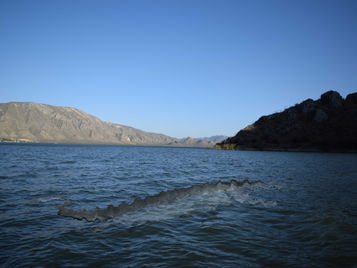 Ven "monstruo marino" en la presa Francisco Zarco de la Comarca Lagunera