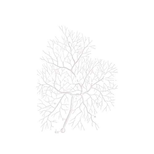 Micelio (2).png