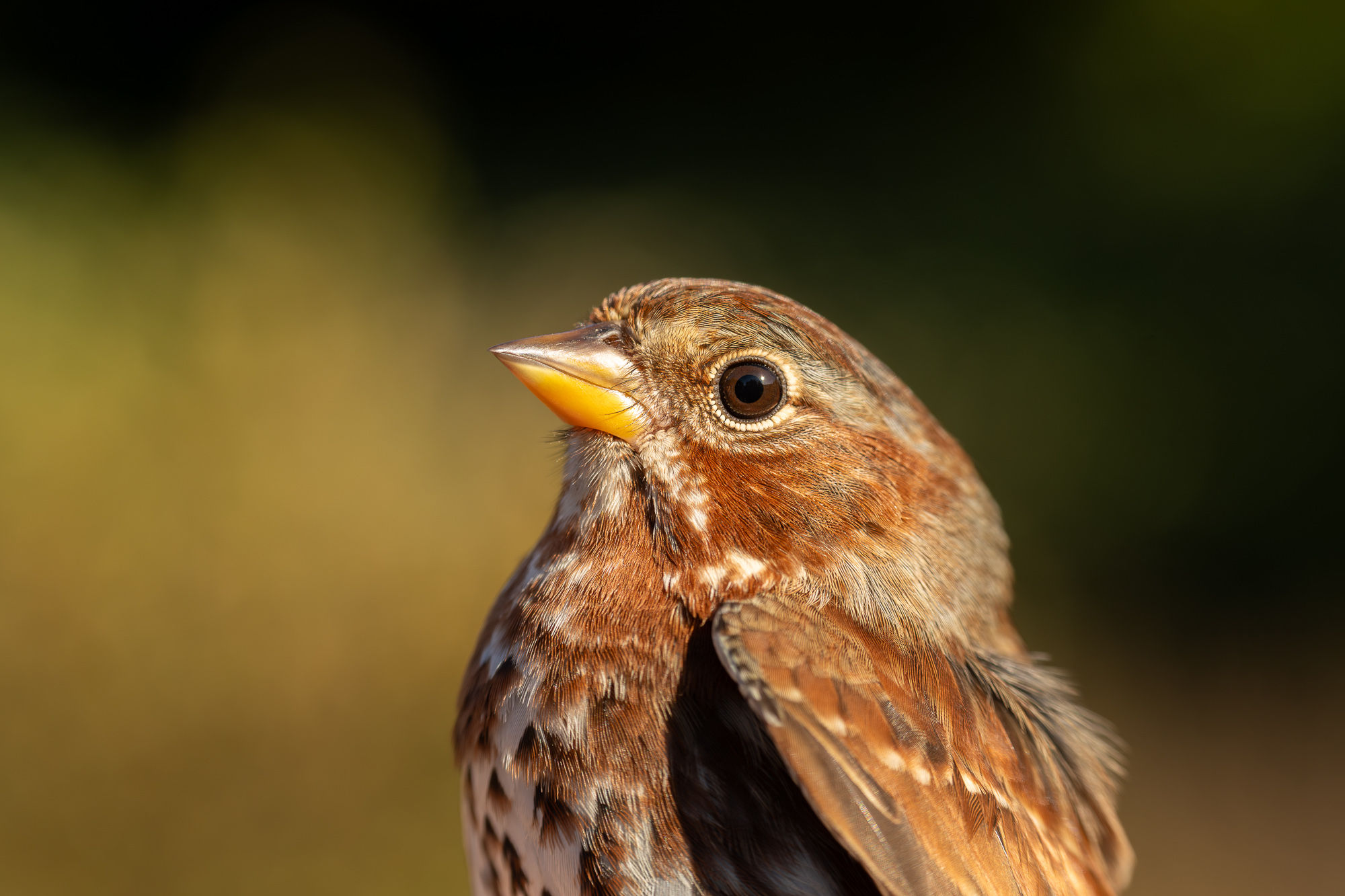 Fox Sparrow | Close up Bird Portrait