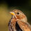 Thumbnail: Fox Sparrow | Close up Bird Portrait
