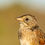 Thumbnail: Swamp Sparrow | Close up Bird Portrait