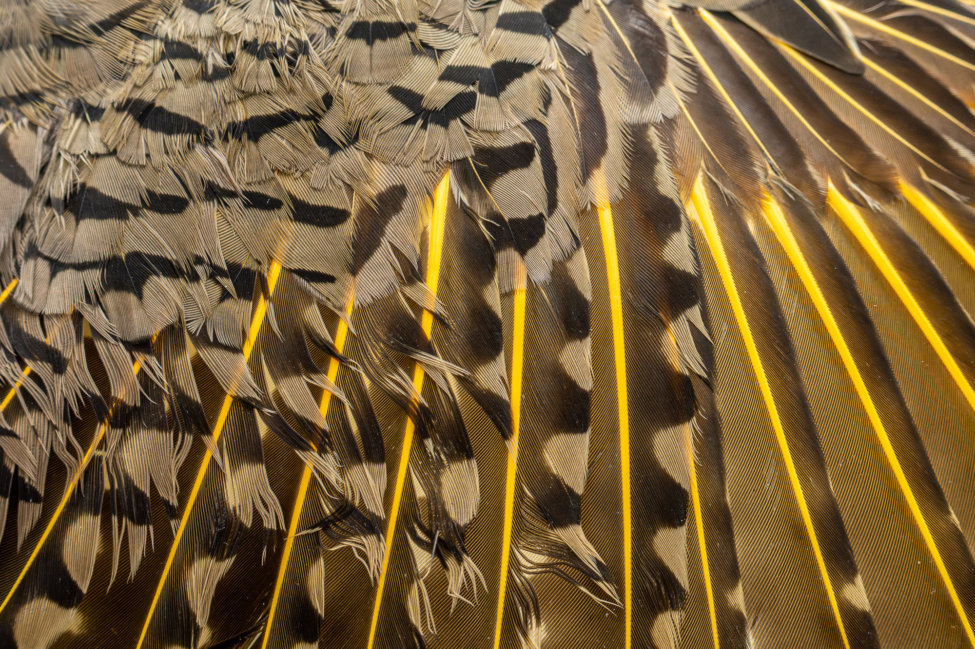 Northern Flicker's Wing | Close up Bird Portrait