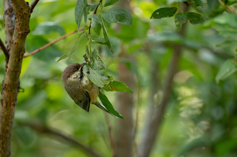 Boreal chickadee balancing on a branch while eating a caterpillar. Wildlife Photography by GniusWild, Gabriel Ayala-Morales