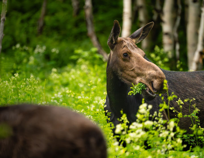 Wildlife Photography by GniusWild, Gabriel Ayala-Morales.