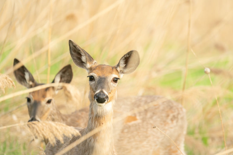 Wildlife Photography by GniusWild, Gabriel Ayala-Morales.