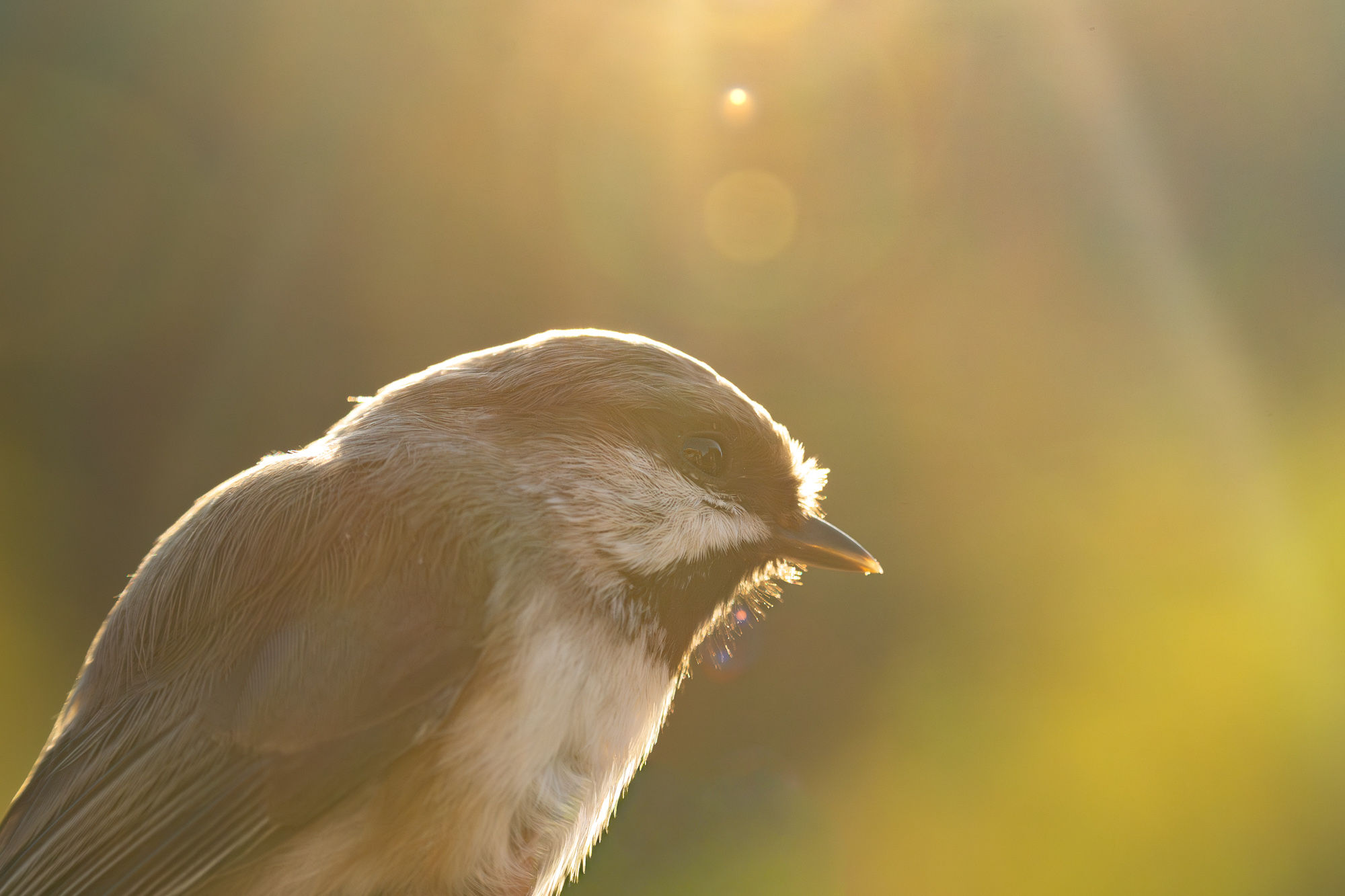 Boreal Chickadee | Close up Bird Portrait