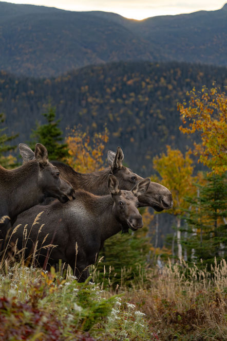 Wildlife Photography by GniusWild, Gabriel Ayala-Morales.