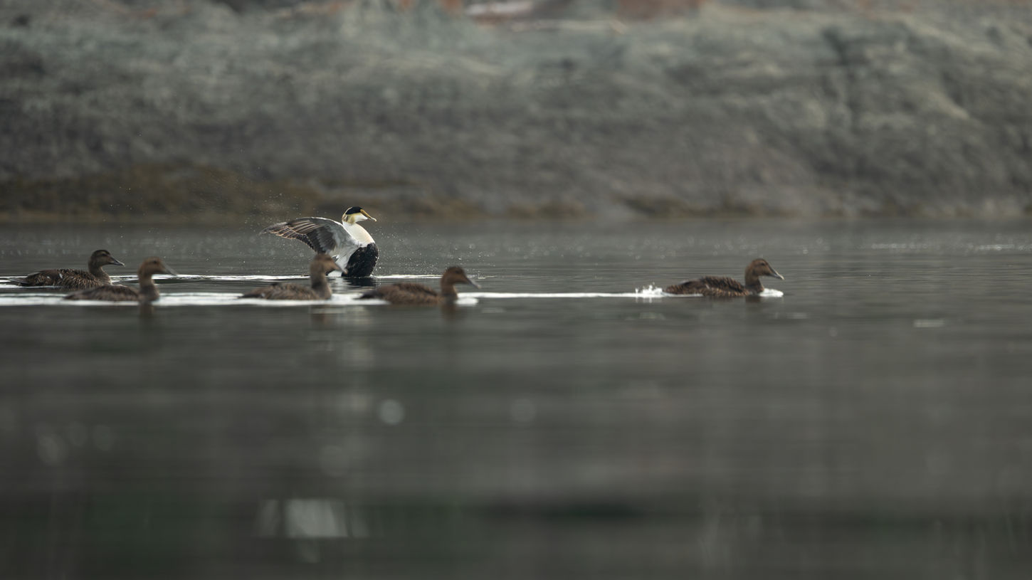 A male common eider displaying to a group of females by flapping his wings. Wildlife photography by GniusWild, Gabriel Ayala-Morales.