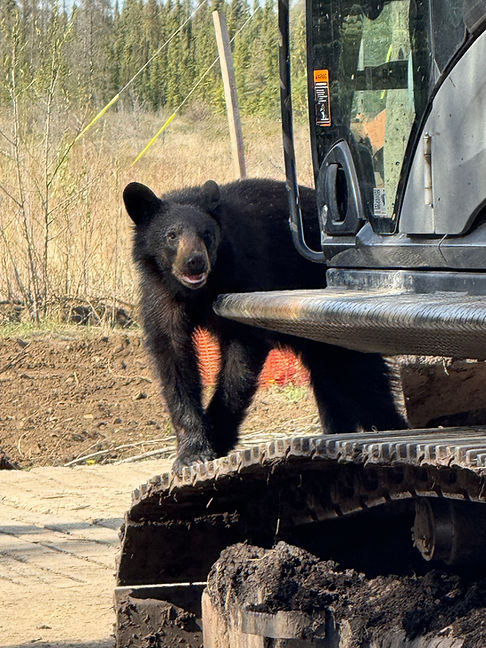 Bear on excavator at remote jobsite.