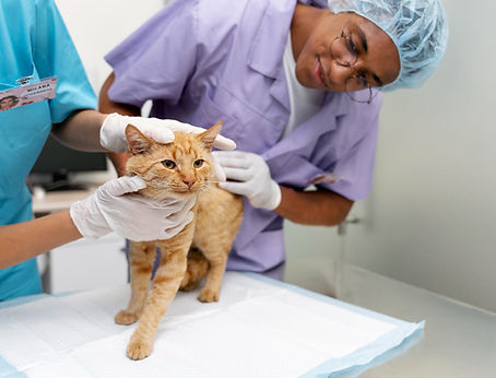 Close up on veterinarian taking care of pet