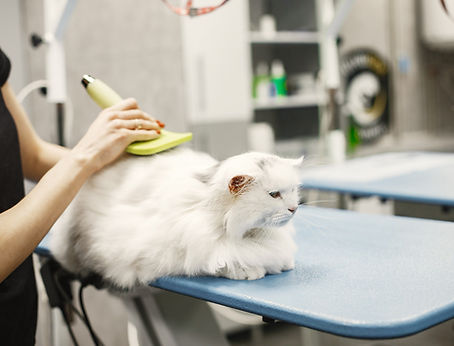 Veterinaria con un cepillo para animales. Mujer con camiseta negra. Gato en un sofá.