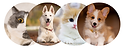 Scottsdale walk-in vet clinic logo