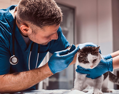 Male veterinarian examining cat ear infection with an otoscope in a vet clinic..jpg