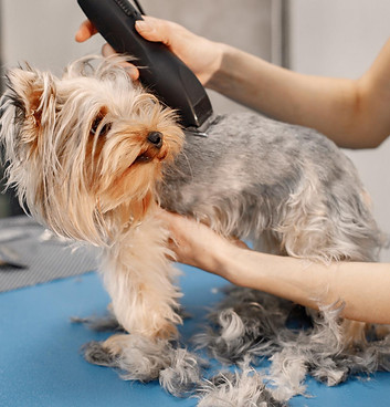 dog grooming.jpg