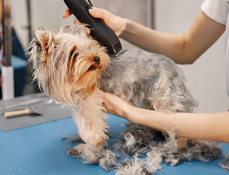 peluquerÃa canina