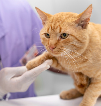 veterinarian taking care of cat.jpg