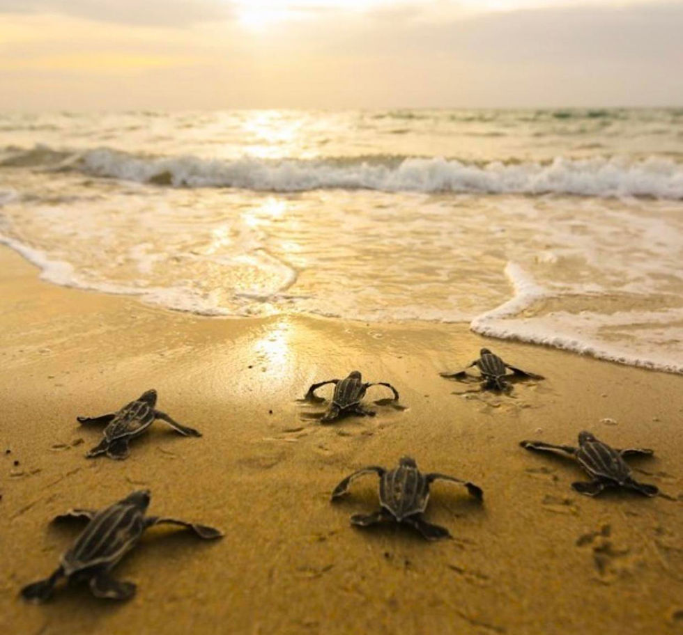 credit-ben-hicks-leatherback-hatchlings.jpg