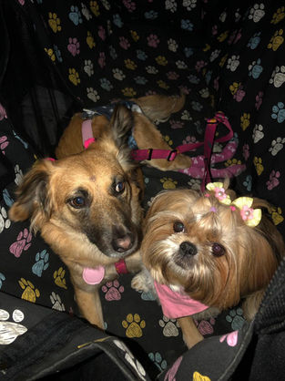 Como transportar seu cão com segurança