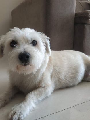 Doença do Carrapato: conheça os principais sintomas e tratamentos