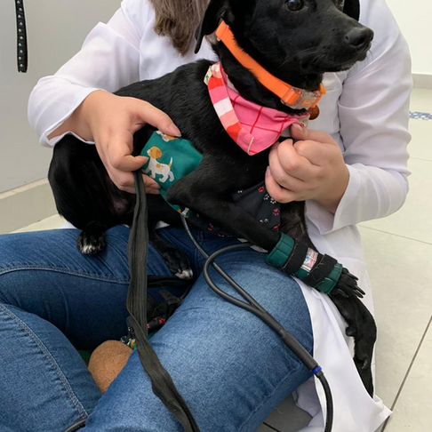 5 exercícios de fisioterapia para fazer em casa