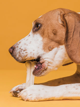 7 alimentos extremamente prejudiciais para os pets