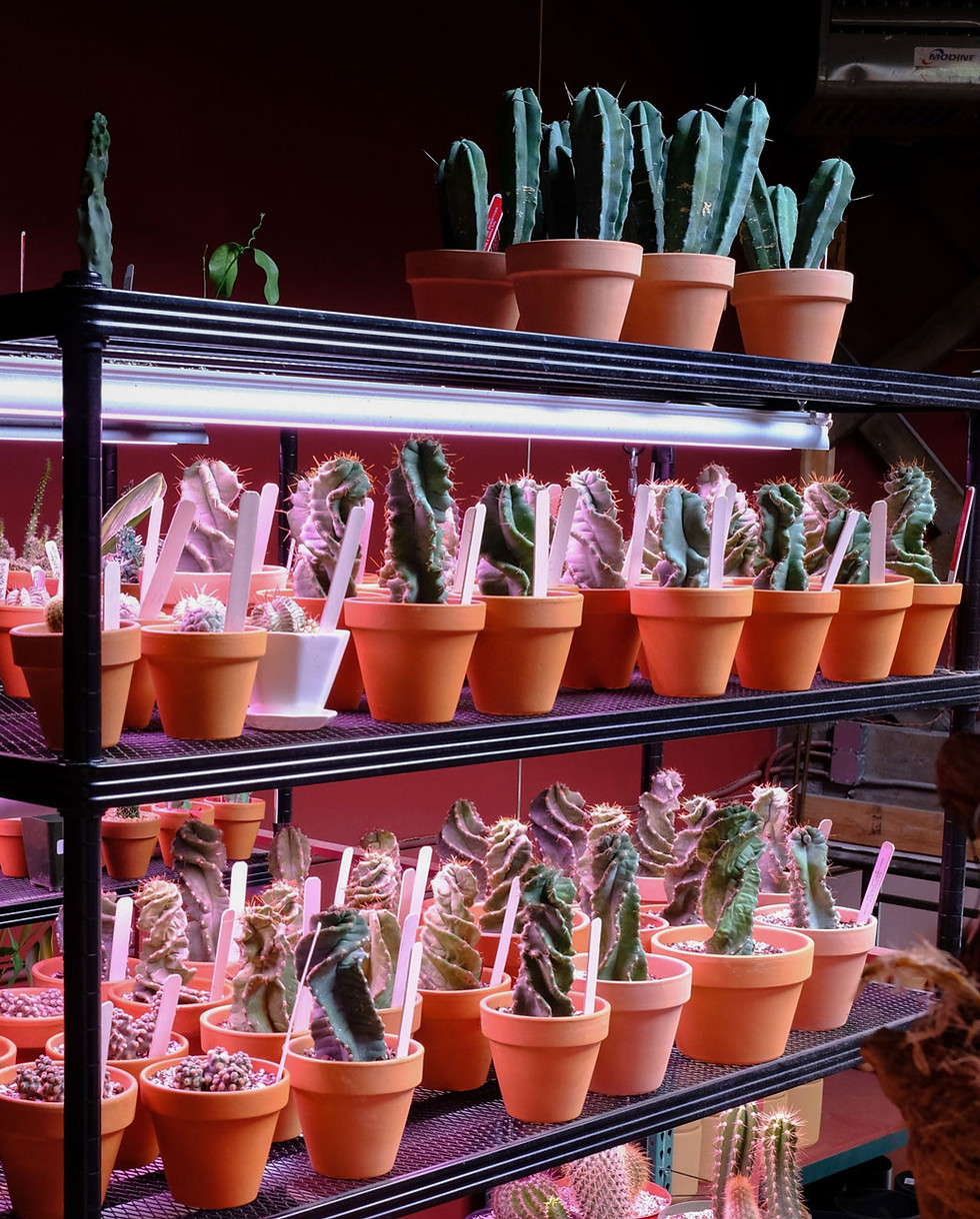 tula-plants-design-plant-shop-near-me-grow-lights (1)_edited.jpg