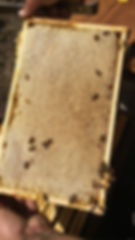 Thumbnail: 300 kg barrel of Spring Honey 