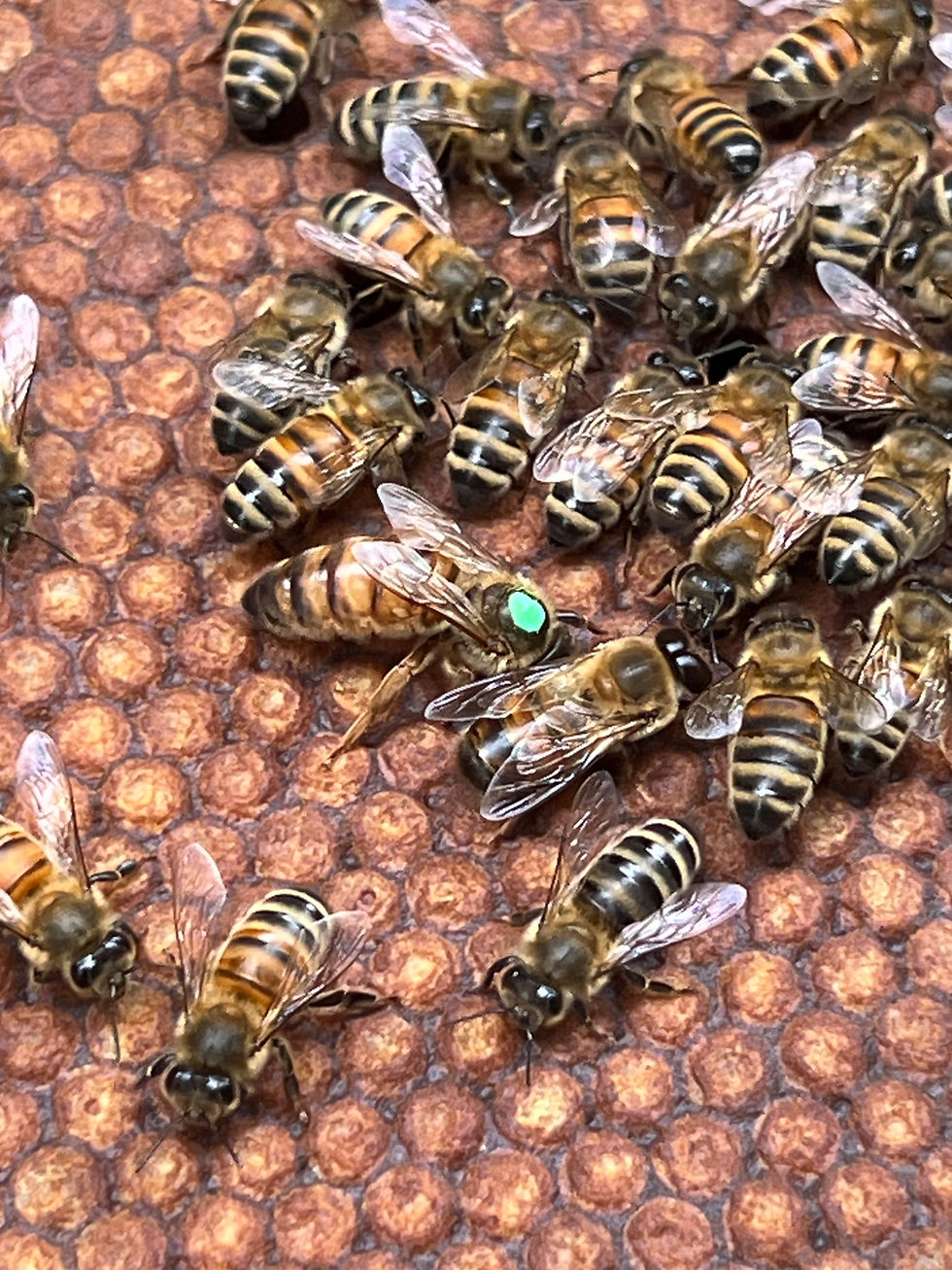 Thumbnail: Overwintered Queen Bee