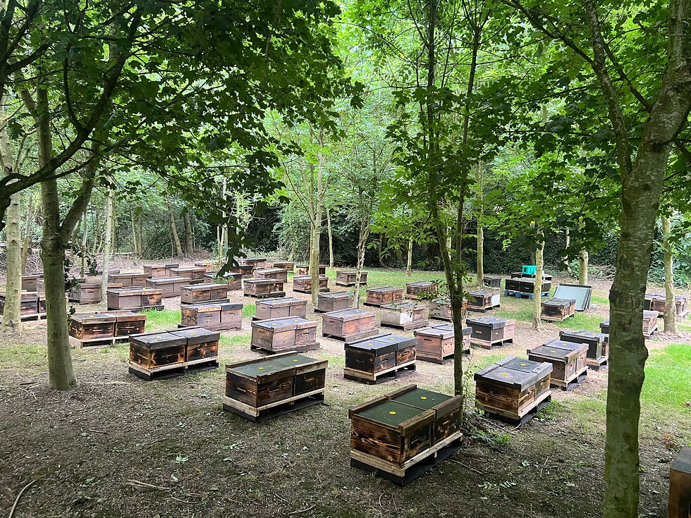 Thumbnail: Overwintered Nucleus Colony