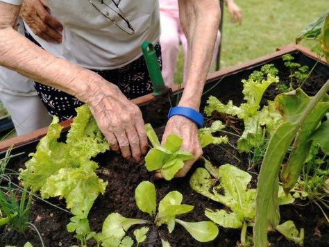Beneficios de la jardinería en adultos mayores: bienestar que se cultiva